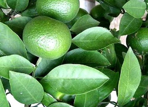 化妝品原料【植物提取物】行業(yè)發(fā)展特點(diǎn)及未來趨勢分析